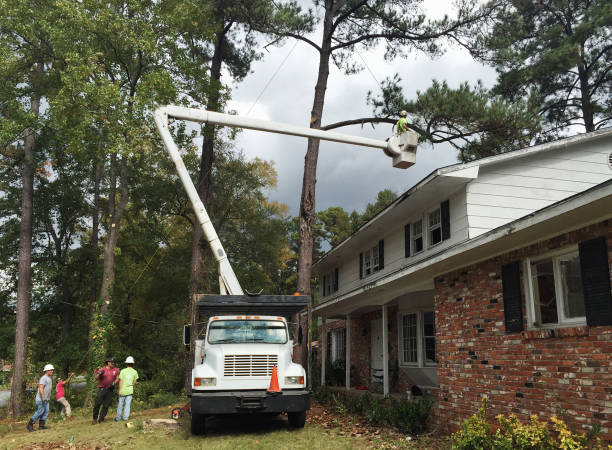 Best Tree Cabling and Bracing  in Baidland, PA